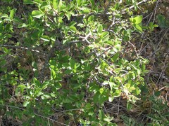 Rhamnus pumila