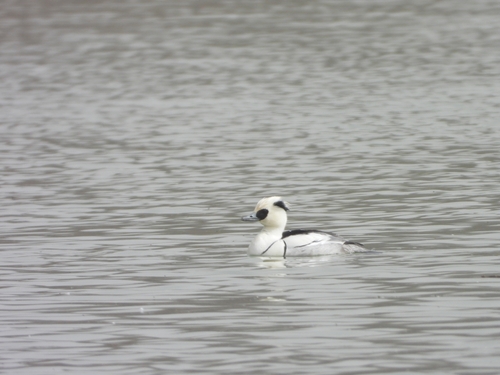 Smew
