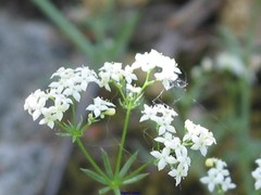 Galium lucidum