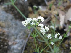 Galium lucidum