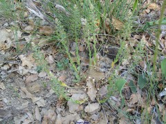 Lepidium hirtum