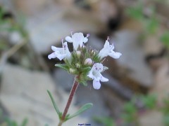 Thymus lacaitae