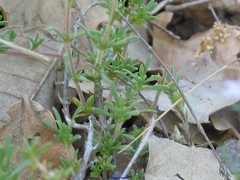 Thymus lacaitae