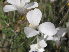 Linum suffruticosum