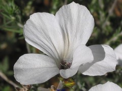 Linum suffruticosum