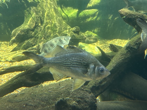 Giant glassfish (Parambassis gulliveri) — Ambassidae
