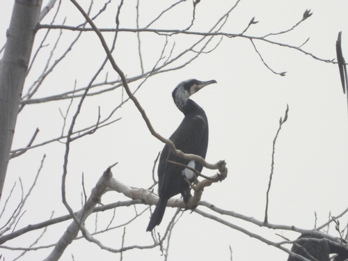 Great Cormorant