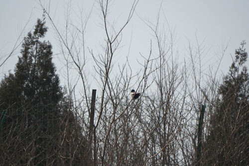 Oriental Magpie