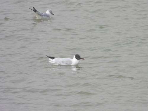 Black-headed Gull