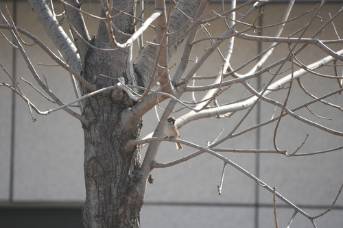 Eurasian Tree Sparrow