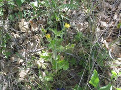 Ranunculus arvensis