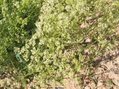 Galium lucidum