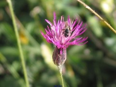 Crupina crupinastrum