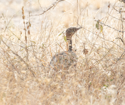 Buff-crested Bustard (Lophotis gindiana), photo 5