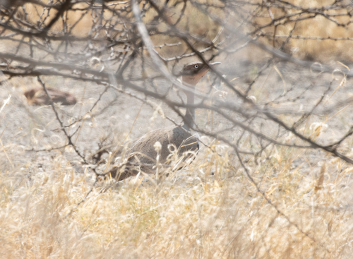 Buff-crested Bustard (Lophotis gindiana), photo 6