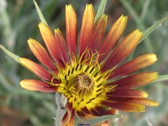 Tragopogon crocifolius
