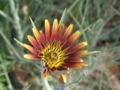 Tragopogon crocifolius