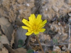 Leontodon longirostris