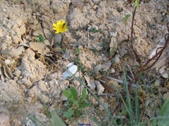 Leontodon longirostris