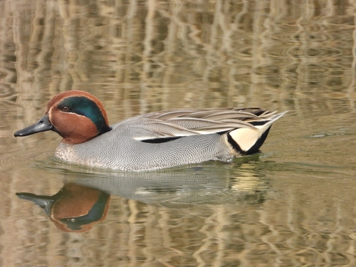 Green-winged Teal