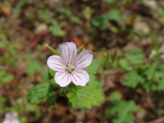 Geranium seemannii, photograph (c) Alexis López Hernández, some rights reserved (CC BY)