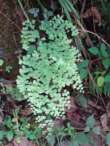 Mexican maidenhair fern (Adiantum poiretii)
