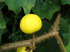 (c) Alexis López Hernández, some rights reserved (CC BY) Solanum myriacanthum, photograph (c) Alexis López Hernández, some rights reserved (CC BY)