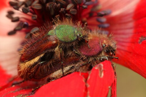 Pygopleurus israelitus