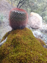 Mammillaria wagneriana