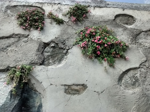 Plocama calabrica, photograph 4