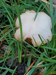 Agaricales