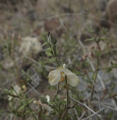 Carlowrightia