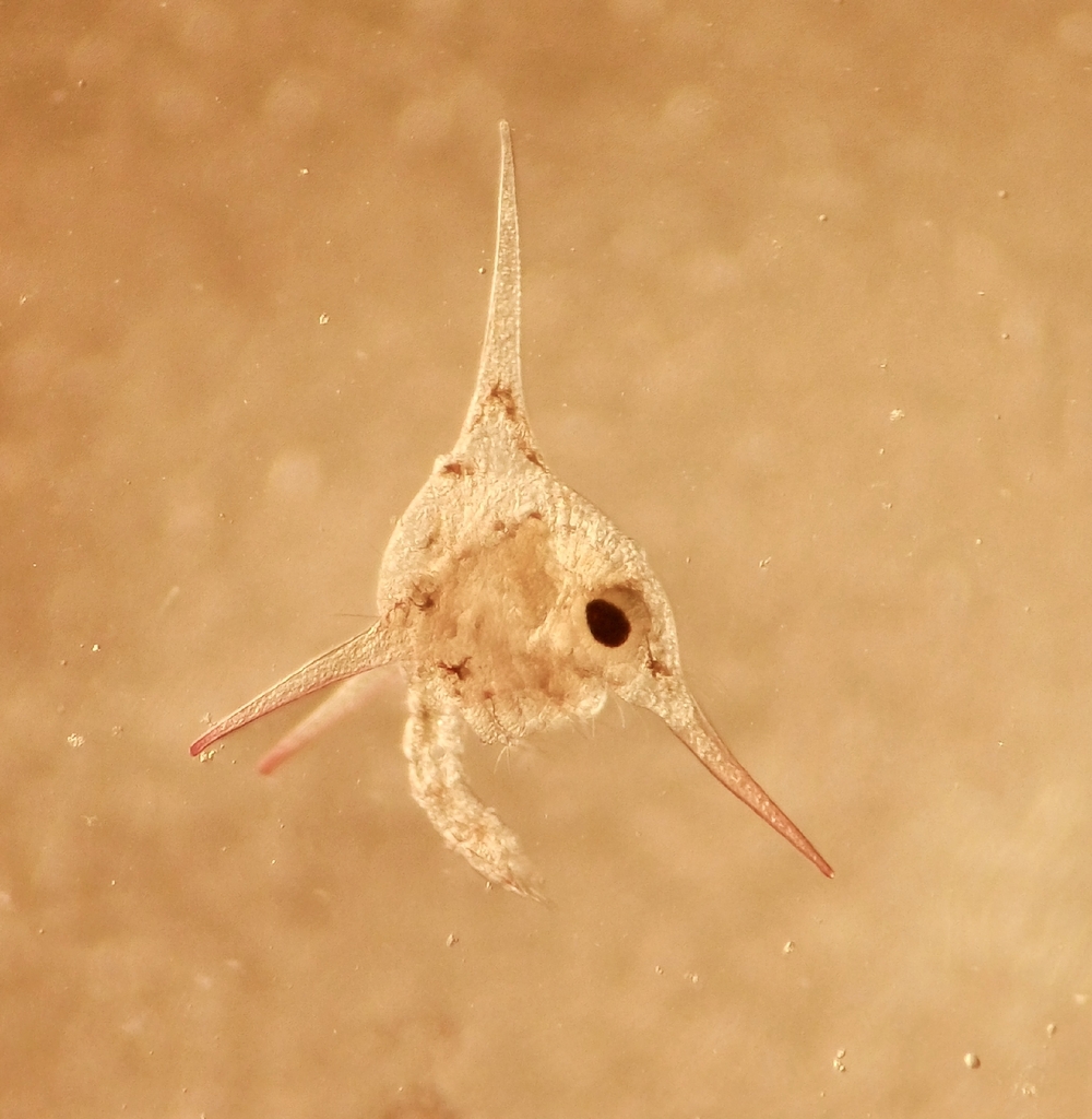 True Crabs from Thailand on February 22, 2026 at 01:55 PM by ...