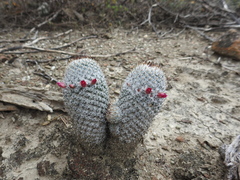 Mammillaria haageana meissneri