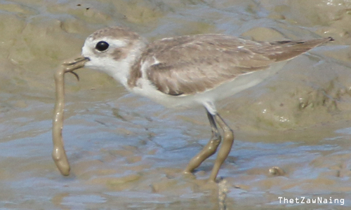 Tibetan Sand-Plover