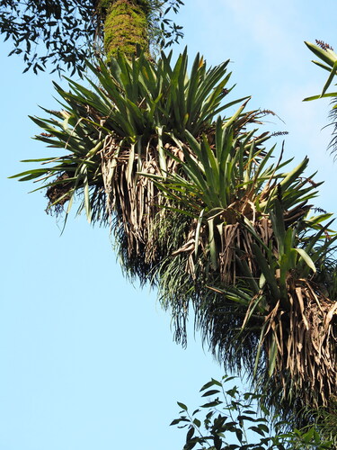Brazilian vaseplant (Aechmea distichantha)