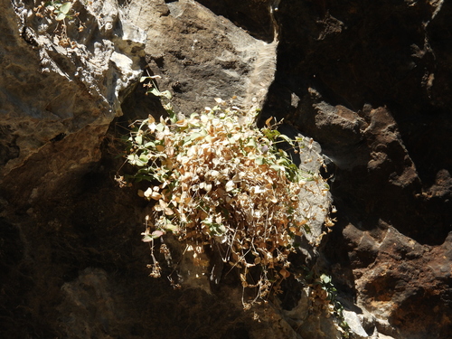Petrocoptis pyrenaica, photograph 3