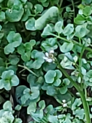 Cardamine hirsuta