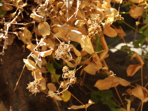 Petrocoptis pyrenaica, photograph 4