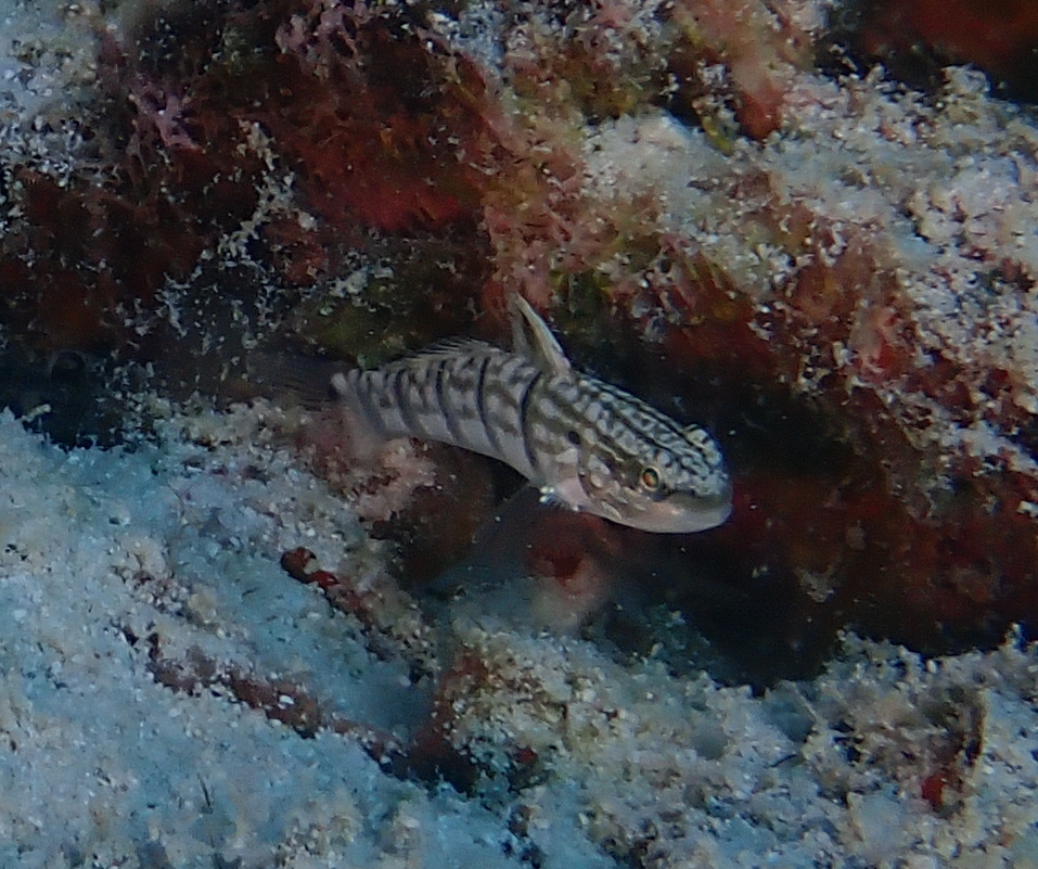 Banded Goby