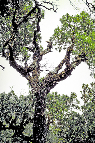 Dubautia reticulata