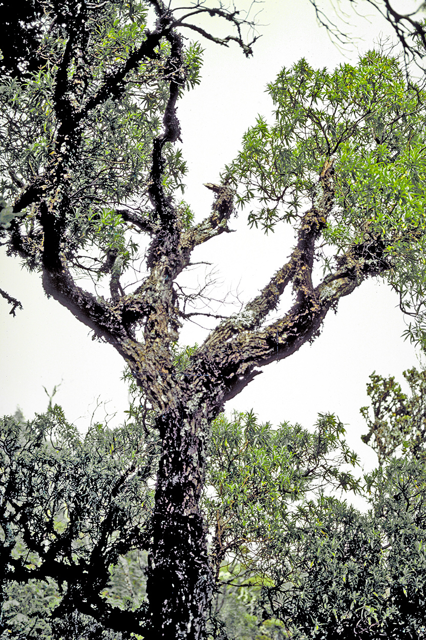 Dubautia reticulata