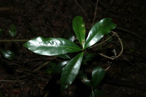 brown coffeewood (Ixora beckleri)