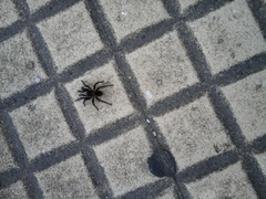 Homoeomma uruguayense