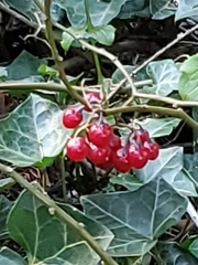 Solanum dulcamara