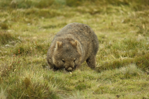 Common wombat