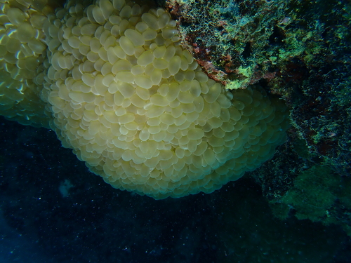 Bubble Coral