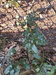 Berberis aquifolium