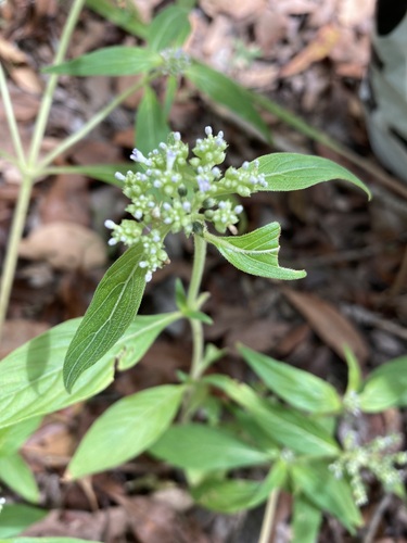 Knoxia sumatrensis iNat (1)