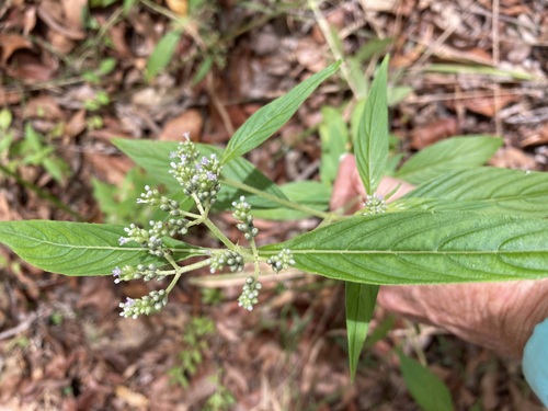 Knoxia sumatrensis observed 2026-02-22